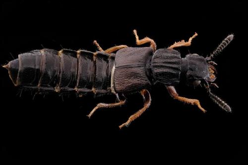 Anotylus sp.